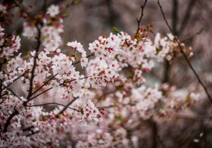 sakura1
