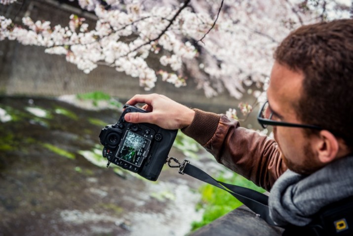 sakura10