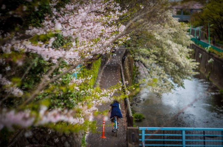 sakura2