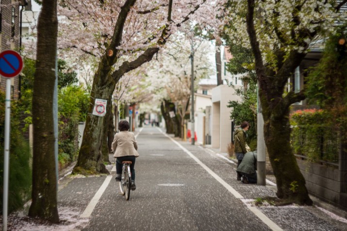 sakura6