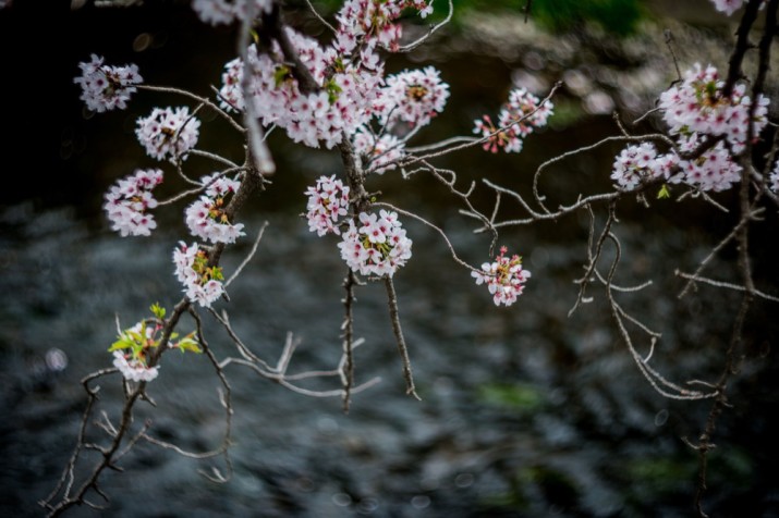 sakura8