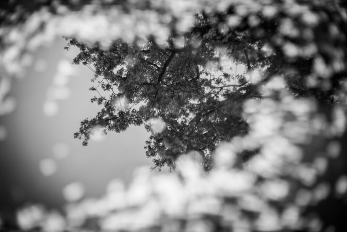 sakura9a